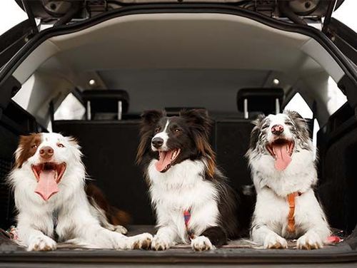 Hundeautos: die besten Autos für Hundebesitzer